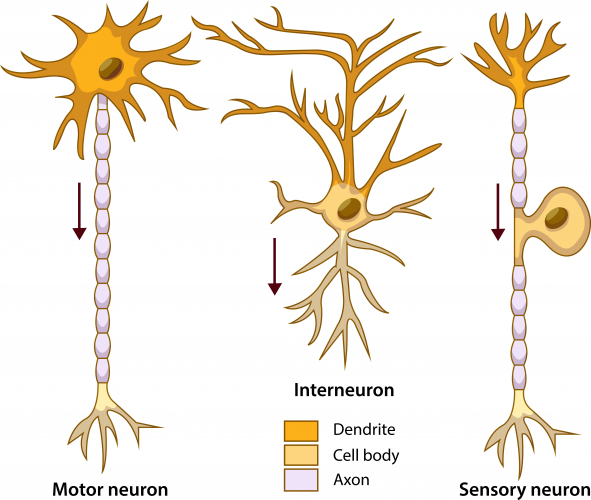 Nerve cells